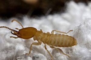 Don't let termites spoil your spring